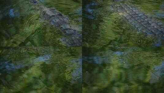水中游动的鳄鱼高清在线视频素材下载