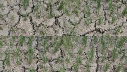 干旱的稻田高清在线视频素材下载