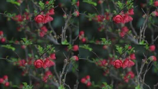 春天海棠花含苞欲放高清在线视频素材下载
