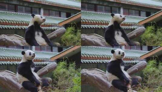 2024广州动物园游览游客大熊猫雅一高清在线视频素材下载