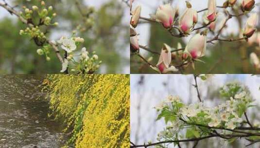春天鲜花盛开百花开《合集》高清在线视频素材下载