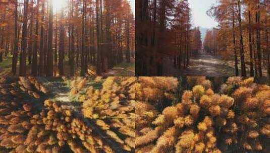 秋天红杉林秋色航拍合集高清在线视频素材下载