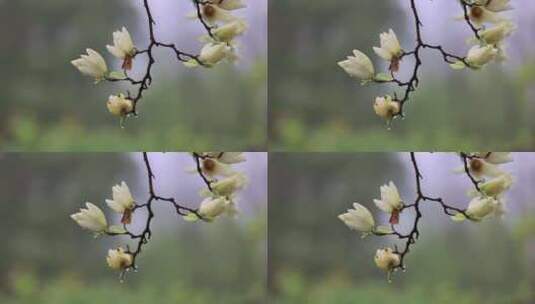 下雨天挂着雨滴的玉兰花白玉兰高清在线视频素材下载