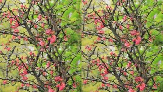 春天的鸟儿在海棠花树枝上吃花的场景实拍高清在线视频素材下载