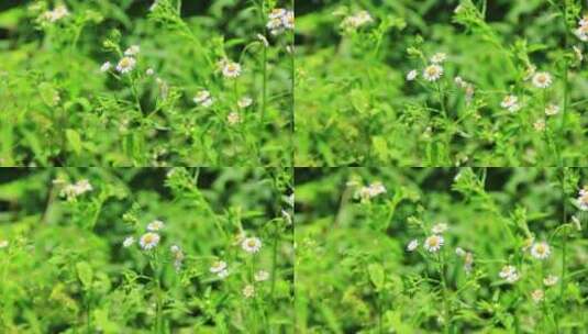 夏天户外的白色野花小雏菊山花实拍素材高清在线视频素材下载