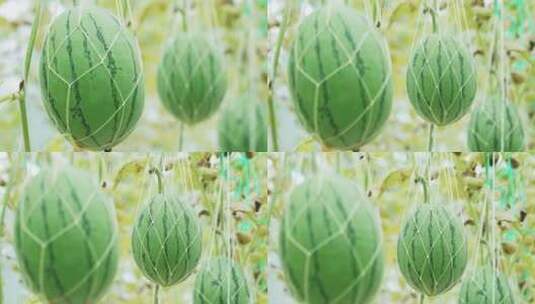 西瓜立体种植高清在线视频素材下载