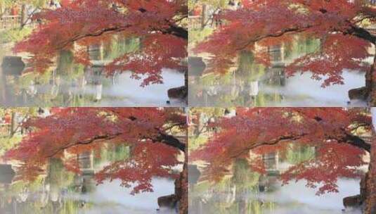 园林湖面水面雾气阳光下的红枫红叶 拙政园高清在线视频素材下载