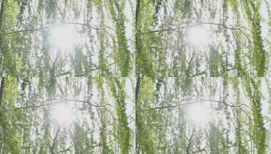 春天垂柳柳树生长绿色发芽仰视阳光逆光特写高清在线视频素材下载