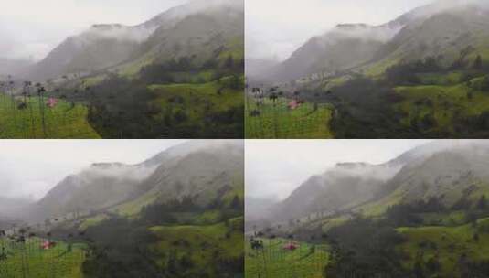 可可拉山谷神秘的雾蒙蒙的早晨，以蜡棕榈树高清在线视频素材下载