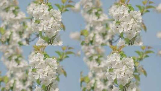 白色海棠花春天花朵花瓣特写空景空镜高清在线视频素材下载