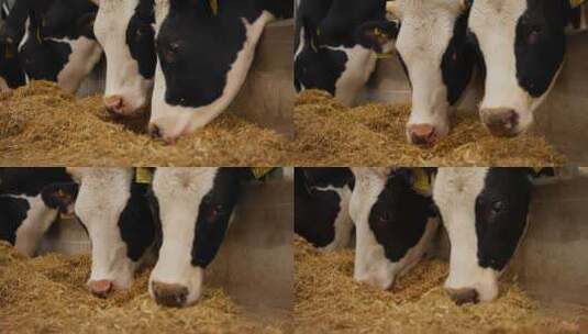 奶牛养殖高清在线视频素材下载