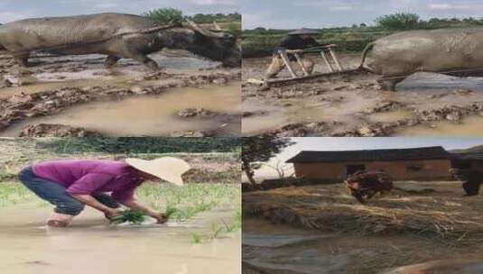 农民干农活水稻种植犁地抛秧插秧石磙碾稻谷高清在线视频素材下载