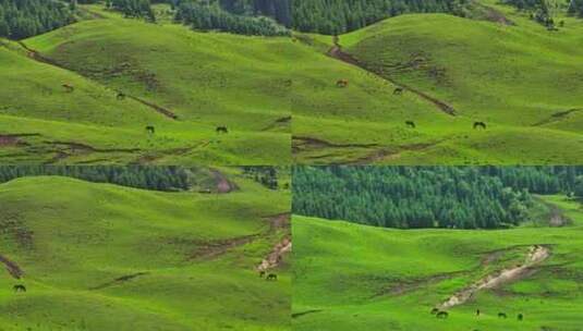 新疆唐布拉草原上的马HDR航拍高清在线视频素材下载