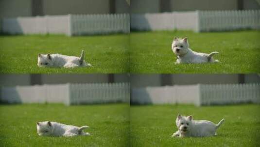 狗躺在草地上高清在线视频素材下载