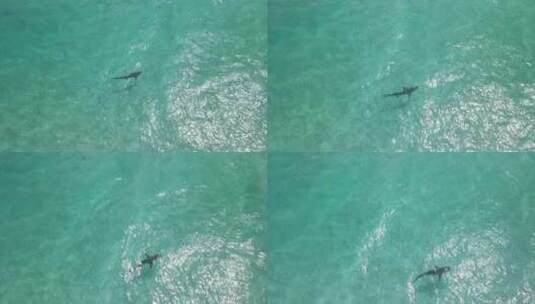 奥尔巴尼西澳大利亚Pt4清澈水域鲨鱼的无高清在线视频素材下载