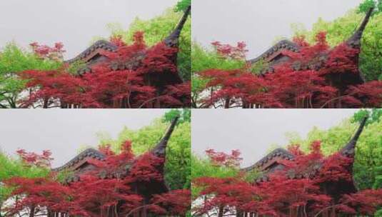 杭州西湖郭庄古典园林春天红枫高清在线视频素材下载