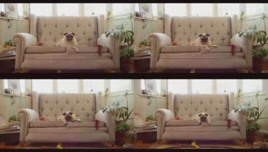 哈巴狗躺在客厅玩具前的沙发上高清在线视频素材下载