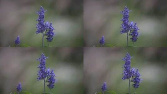 蓝色薰衣草，花瓣，花朵，绽放高清在线视频素材下载