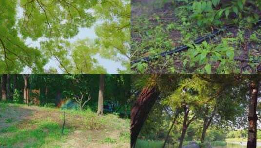 夏季晴天公园高清在线视频素材下载
