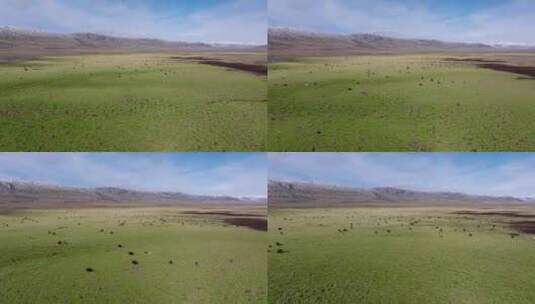 航拍牦牛西藏青海藏族牦牛群2024高原高清在线视频素材下载