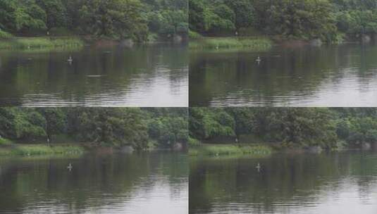 下雨天白鹭在湖边捕鱼高清在线视频素材下载