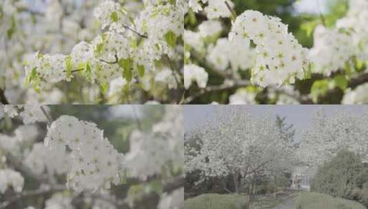 春天公园街道白色花朵盛开高清在线视频素材下载