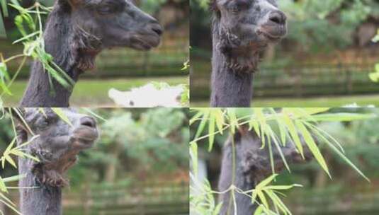 昆明动物园羊驼高清在线视频素材下载