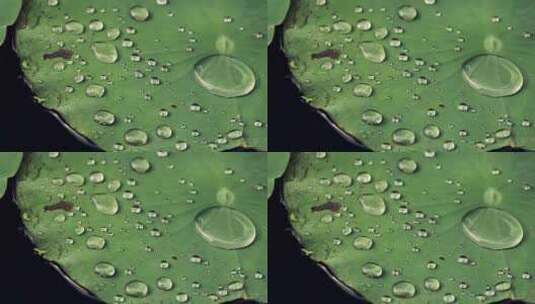 池塘荷叶上的水珠高清在线视频素材下载