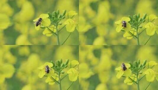 油菜花小蜜蜂高清在线视频素材下载