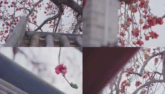 唯美意境岭南特色古建筑旁盛开的百年木棉花高清在线视频素材下载