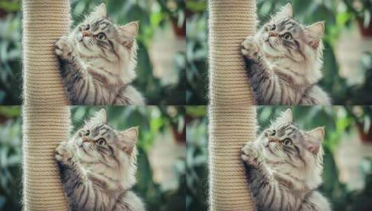 可爱小猫咪玩耍猫抓柱的萌动瞬间高清在线视频素材下载