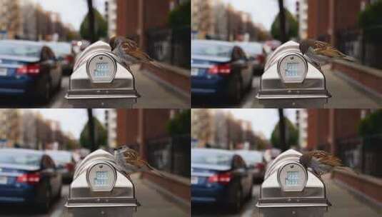 街道停车计时器上的小鸟高清在线视频素材下载