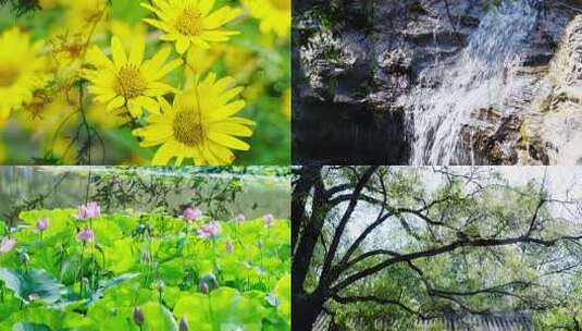 双重曝光夏天小清新唯美清晨阳光树叶高清在线视频素材下载