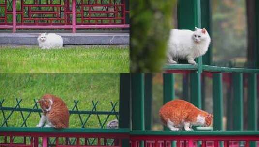 公园里的可爱猫咪高清在线视频素材下载