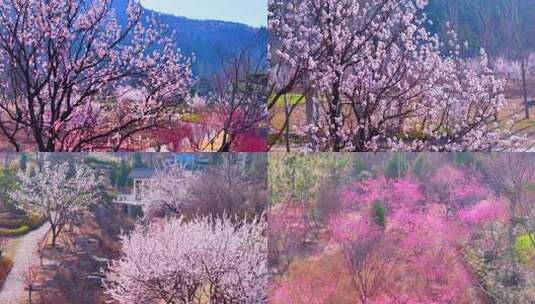 春天来一次枣庄 凤凰绿道梅园露营吧高清在线视频素材下载