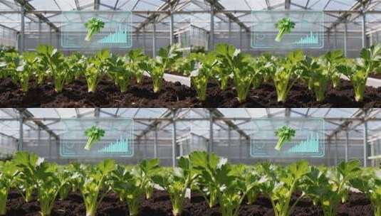 科技智慧农业温室蔬菜种植高清在线视频素材下载