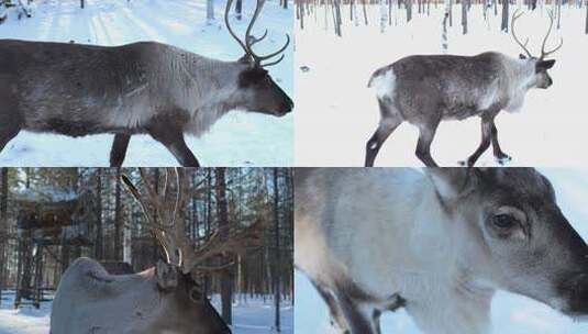 雪地中行走的麋鹿高清在线视频素材下载