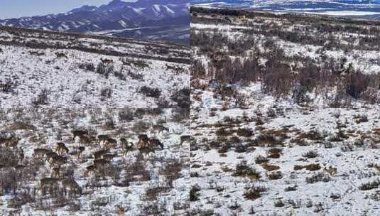 野生动物狍鹿4K60祯高清在线视频素材下载