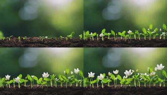 植物破土而出发芽生长高清在线视频素材下载