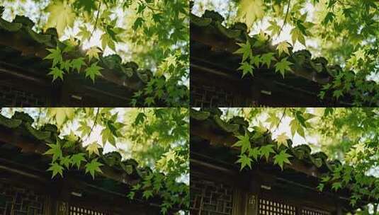 处暑白露枫叶光影唯美清新自然视频高清在线视频素材下载