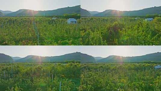 苹果种植基地高清在线视频素材下载