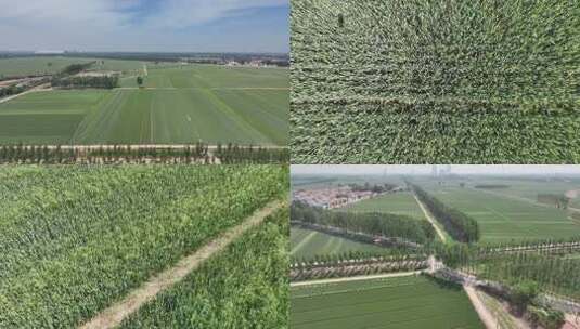 俯拍绿色玉米地素材高清在线视频素材下载