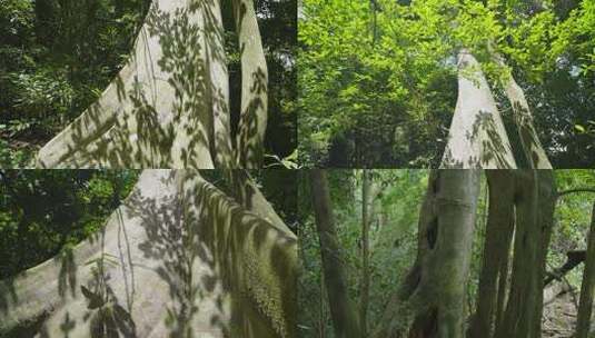 黎母山繁茂树林实拍高清在线视频素材下载