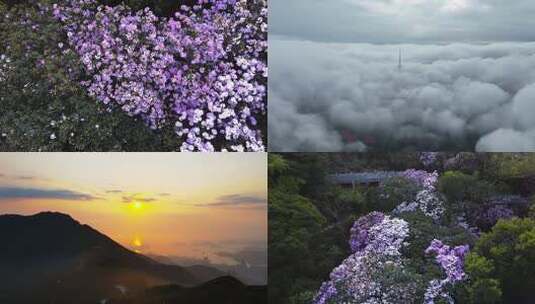 深圳梧桐山春天杜鹃花云海日出盛景合集高清在线视频素材下载