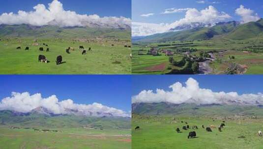 航拍川西高原，牦牛草地雪山河流蓝天白云高清在线视频素材下载