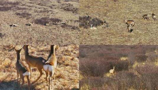 野生动物狍鹿4K60祯高清在线视频素材下载