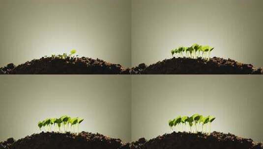 破土而出的小苗生长过程高清在线视频素材下载