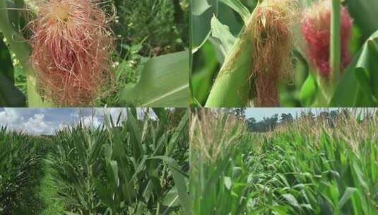 稻田水稻特写 稻穗稻浪高清在线视频素材下载