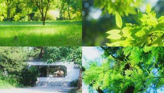 阳光树叶清新阳光光影树荫自然清新夏天夏至高清在线视频素材下载