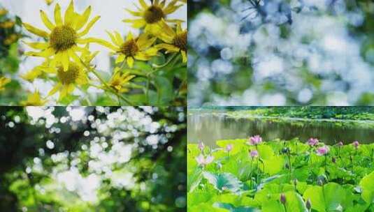 双重曝光树叶光影树荫自然清新夏天小暑夏至高清在线视频素材下载